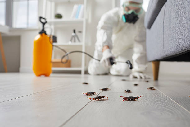 Post-Treatment Bed Bug Interceptor Monitoring in Cascade-Chipita Park